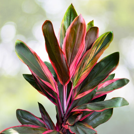 Cordyline fruticosa 'Red Sister' Ti Plant in 10" Pot | Tropical Houseplant | Dracaena Terminalis
