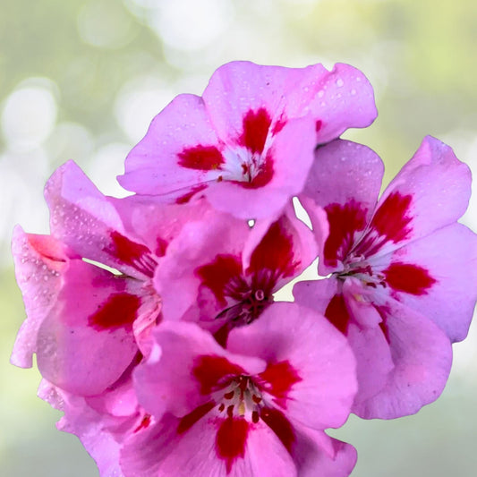 Geranium Live Plant 3" Pot Pink Red Perennial Pelargonium spp.