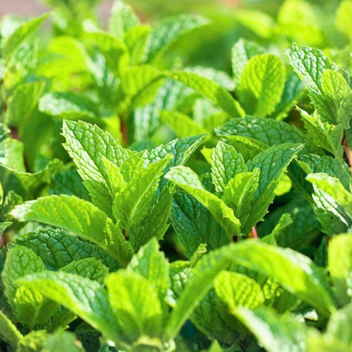 Peppermint Seeds 500+ Heirloom Non-GMO Aromatic Herb Mentha × piperita for Gardening and Cooking