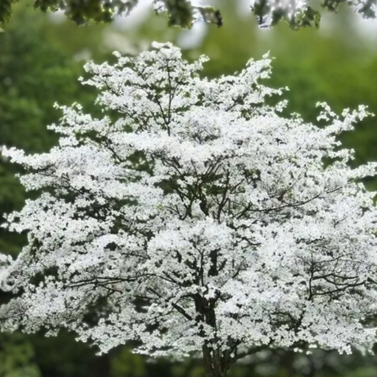 Cherokee Princess Dogwood Tree - 18+ Inch Live Plant - Cornus florida - White Flowering Bare Root Tree