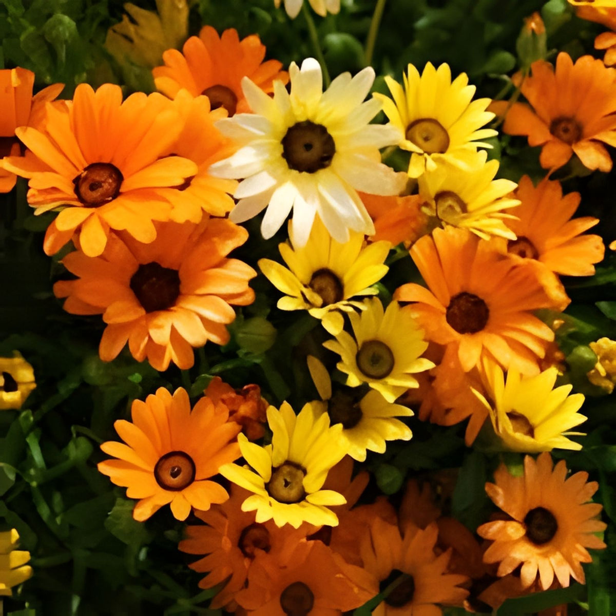 Autumn Beauty Sunflower Seeds - 50 Organic Helianthus annuus Seeds for Planting - USA Grown, Ships Free