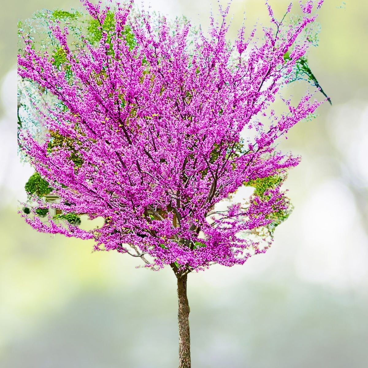 Eastern Redbud Tree Quart Pot - Flowering Deciduous Ornamental - Cercis canadensis - Ready to Plant