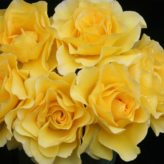 Sunsprite Rose Bush Live Plant – Size 1 Gallon, Golden Yellow Floribunda, Fragrant Shrub, AARS Award Winner, KORresia 1973