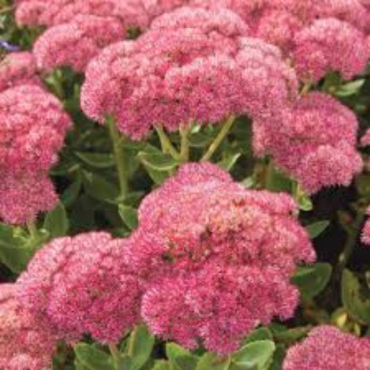 Sedum Autumn Joy Cuttings - 4 Bare Unrooted Live Plants with Pink Blooms - Perennial Ground Cover (Sedum telephium)