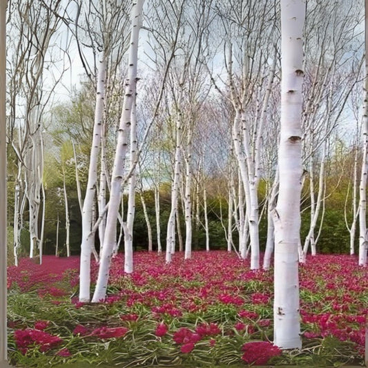 White Paper Birch Seedlings - Betula papyrifera - Stunning White Foliage for Planting