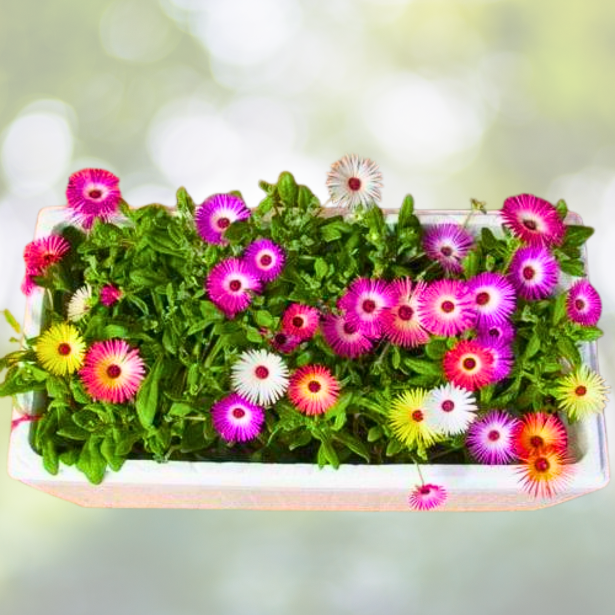 Daisy Ice Plant Seeds - Livingstone Pastel Mix - 500 Drought Tolerant Groundcover Seeds - Delosperma spp.