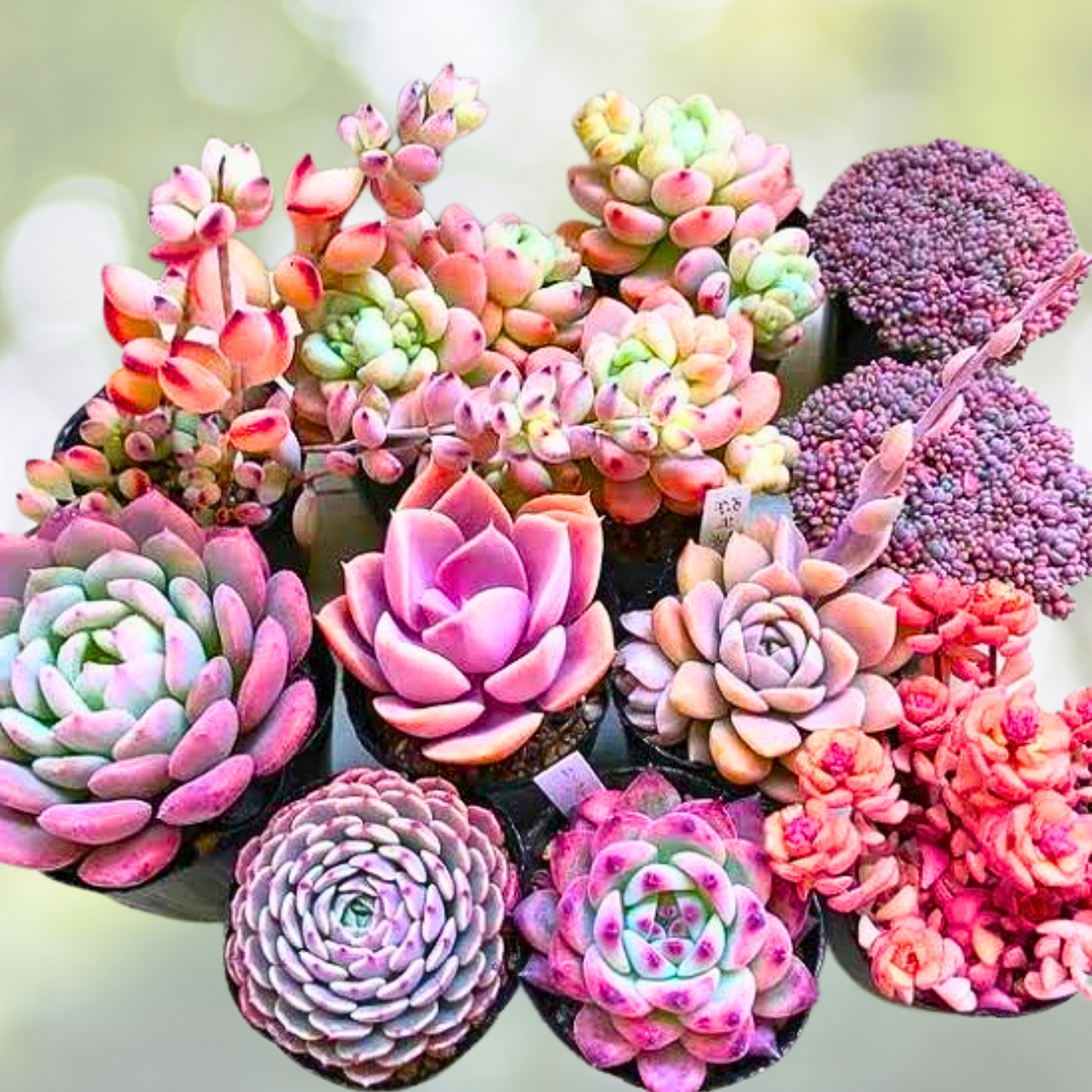 200pcs Rare Mixed Succulent Seeds - Colorful Collection for Planting - Succulent Varieties (Various)