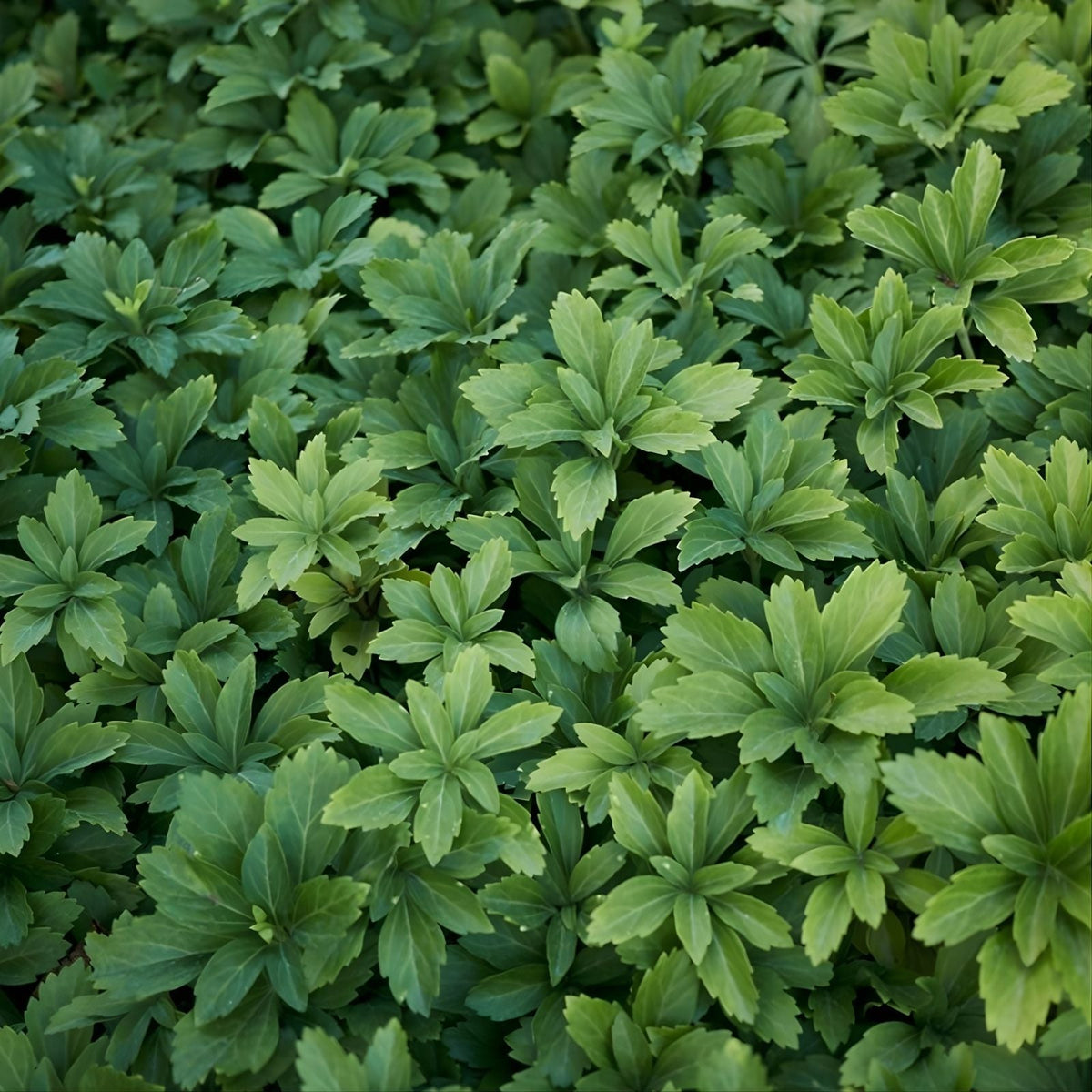 Pachysandra Ground Cover Plants - 10 Rooted Cuttings - Native Winter Hardy Pachysandra procumbens - Shade Tolerant Evergreen Plant
