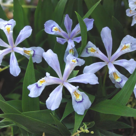 Crested Dwarf Iris Bareroot Plants - 10 Organic Cristatas - Native Wildflower (Iris cristata) for Forest Garden