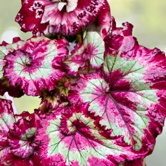Radiant Opal Begonia Seeds 45 or 125 Non-GMO Flower Seeds Begonia x tuberhybrida