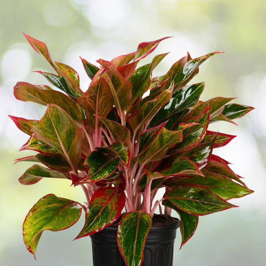 Aglaonema Red Siam Plant 6" Pot, Siam Aurora, Colorful Chinese Evergreen, Low Light Houseplant - Aglaonema 'Siam Aurora'