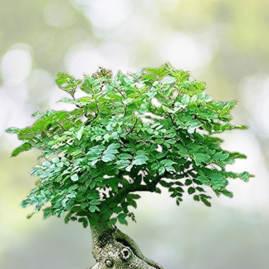 Tree of Life Bonsai Seeds | 20+ Seeds | Moringa Tree | Highly Nutritious | Moringa oleifera
