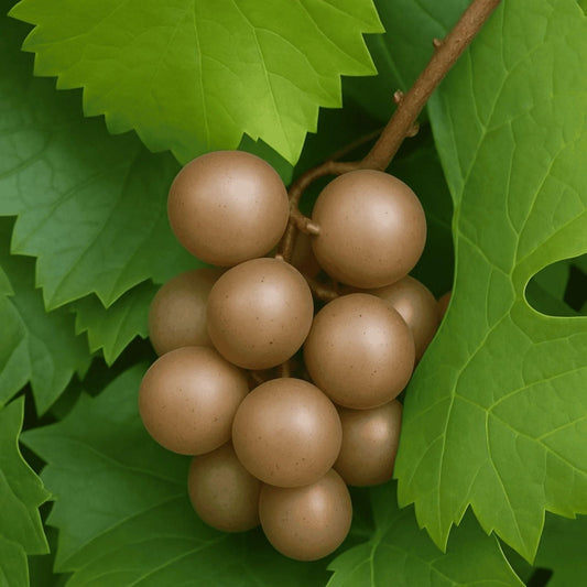 Muscadine Vine Cuttings 16 Pack Carlos & Bronze Scuppernong Rooting Grape Scion Vitis rotundifolia