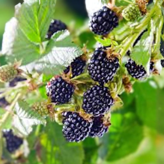 Thornless Blackberry Plants - 5 Jumbo Bare Root Edible Rubus - Perfect for Outdoor Garden, Zones 5-9