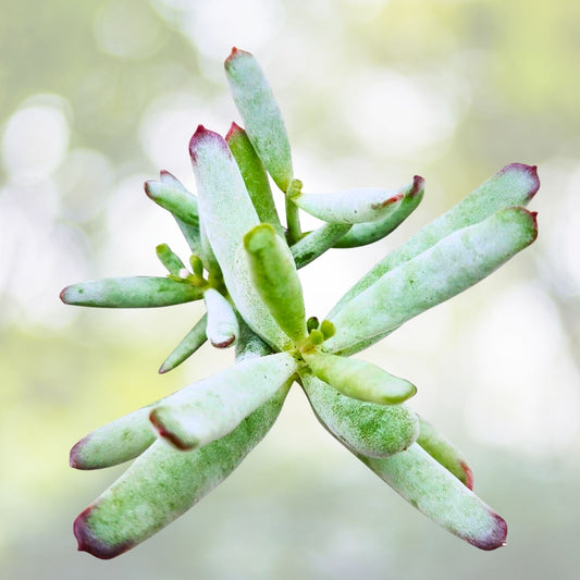 Cotyledon Orbiculata Succulent | 2" White Rare South African Plant with Fleshy Leaves | Unique Indoor Decor Plant