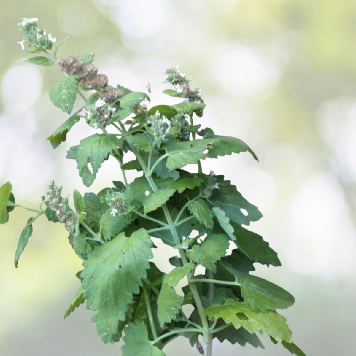 Catnip Seeds | NON-GMO Perennial Herb | Nepeta cataria - Fresh Catnip Seeds for Gardening and Herbal Use
