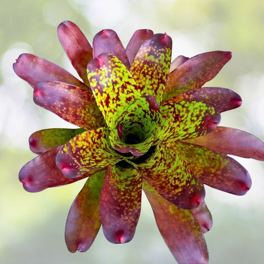 Bromeliad Plant 6” Neoregelia 'Green Eyes' - Tropical Indoor Decor, Easy Care Air Purifying Houseplant