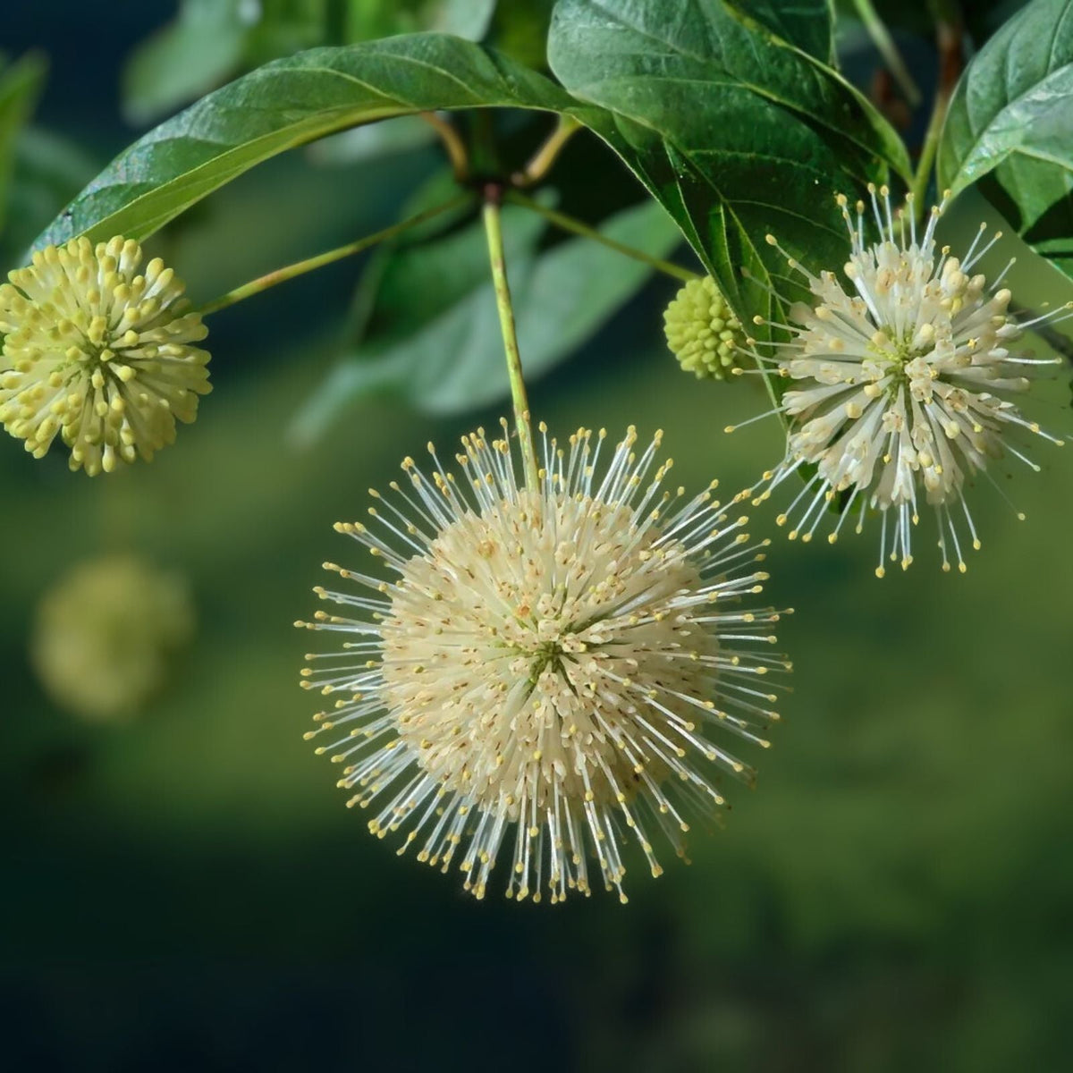 Buttonbush Plant - 12-18in Live Bare Root - Native Cephalanthus occidentalis for Wet Soils, Rain Gardens, Woodland Gardens