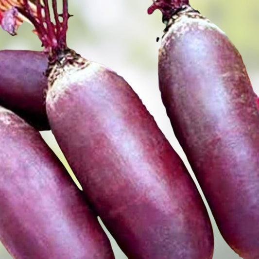 Beet Seeds 500 Count - Organic Cylindra Non-GMO Heirloom Beta vulgaris for Home Garden