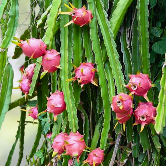 Dragon Fruit Seeds 200 Pcs - Hylocereus Undatus - Tropical Fruit Seeds for Home Gardening