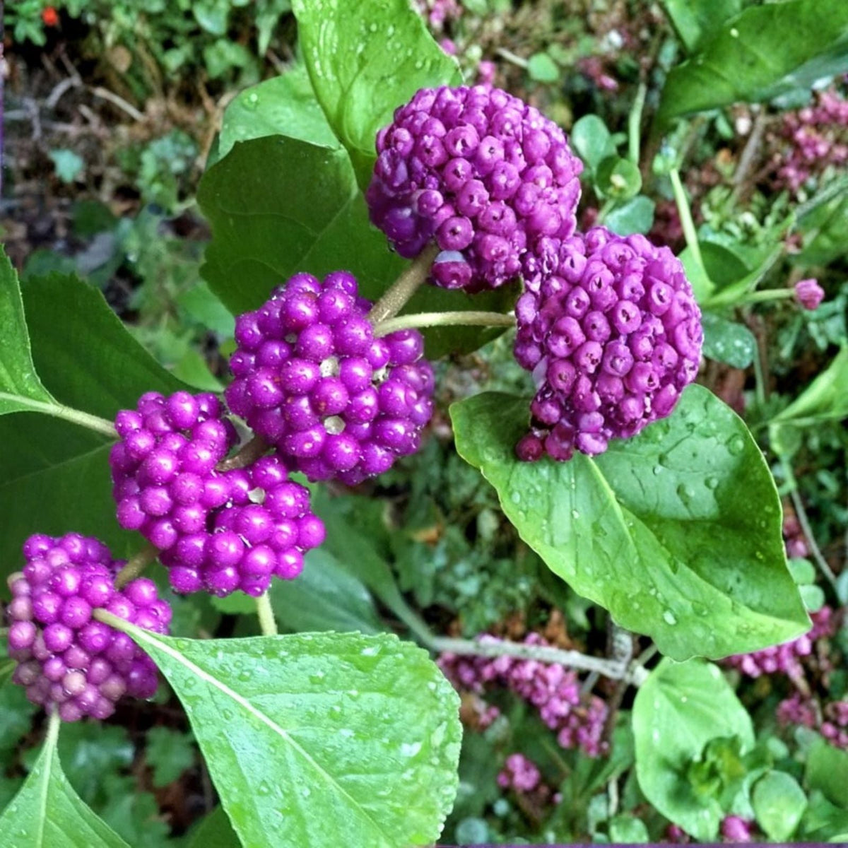 American Beautyberry Live Plant 5-Pack, 10-12" Tall, Edible Purple Berries, Callicarpa americana, Drought Tolerant, Deer Resistant