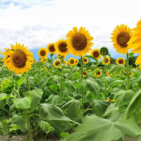Mammoth Sunflower Seeds - 250+ Seeds for Planting - Giant Sunflower - Helianthus annuus