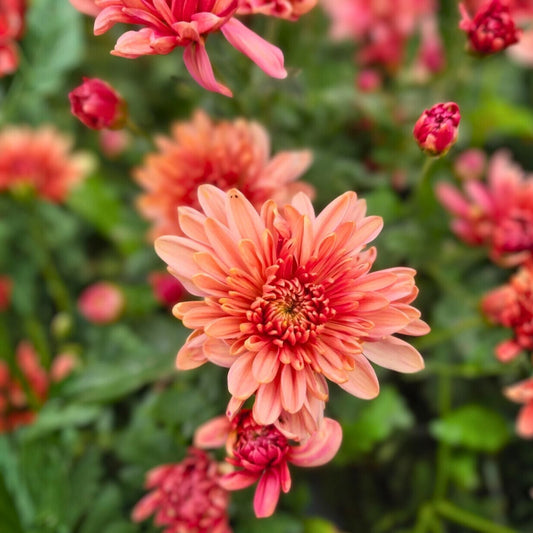 Charisma Coral Mum Seeds 200+ Chrysanthemum Flower Seeds Vibrant Coral Color Chrysanthemum morifolium