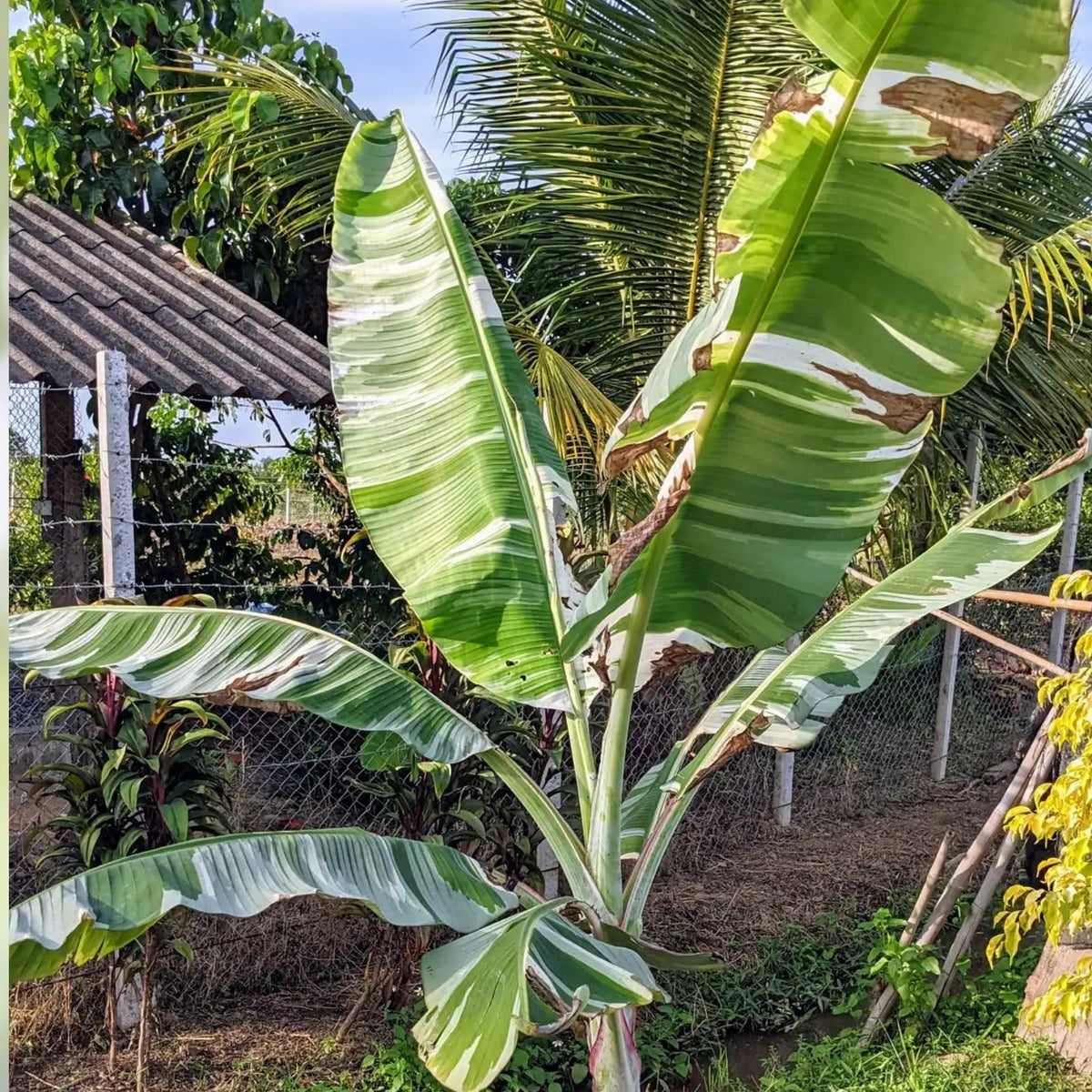 Queen Emma Banana Plant 3g Pot - Musa 'Queen Emma' - Large Tropical Foliage - Ornamental Landscape Plant