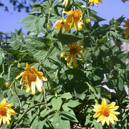 Red Organic Jerusalem Artichoke Tubers 5 Pack   Medium/Small Helianthus tuberosus for Planting