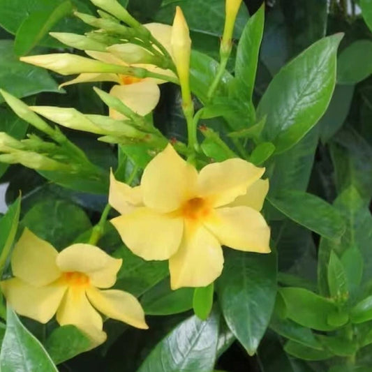 Yellow Mandevilla Plants Live 4 to 10 Inch Tall No Pot Perfect for Garden Mandevilla spp.