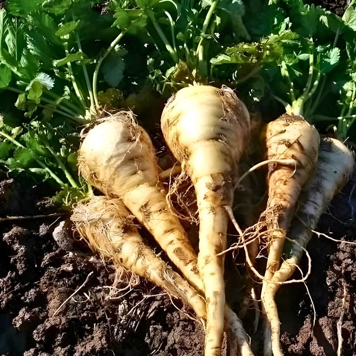 Heirloom Turnip Seeds 500 Non-GMO White Egg Vegetable Seeds Brassica rapa Organic Gardening