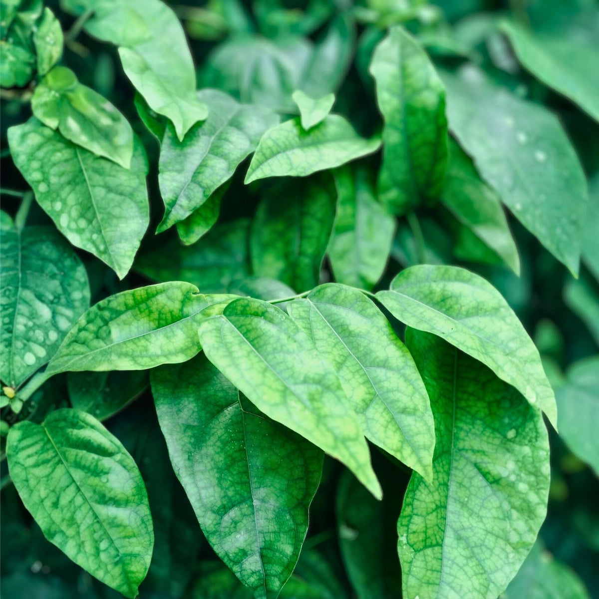 Jelly Vine Plant 1 Gallon Green Climbing Vine Cissus quadrangularis for Gardens and Indoor Spaces
