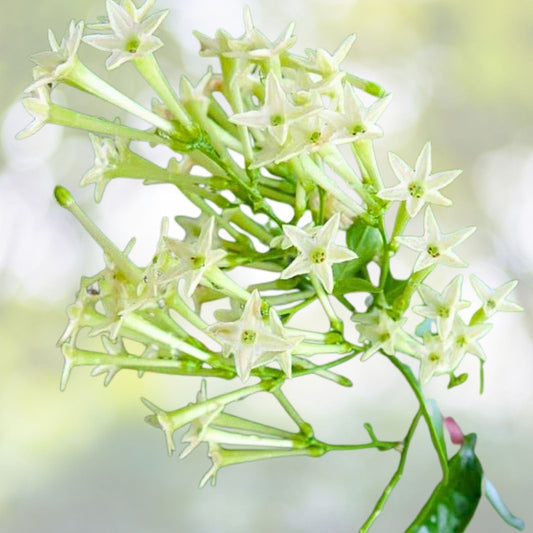 Night Blooming Jasmine Cuttings 10-Pack - Very Fragrant Cestrum Nocturnum for Propagation, Green Tips