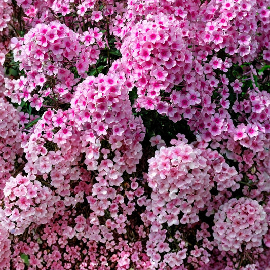 Phlox Seeds 125 Count Strawberry Peach Annual Flower Garden Seeds Phlox paniculata