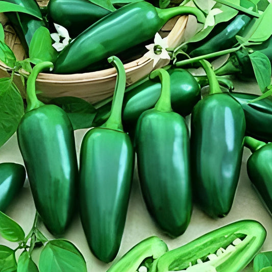 Early Jalapeno Chile Pepper Seeds - Heirloom Non-GMO Capsicum annuum - 100 Seeds for Spicy Garden Growth