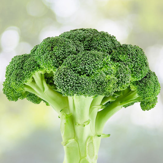 Heirloom Broccoli Seeds 25+ Waltham 29 Brassica oleracea Non-GMO Vegetable Seeds for Gardening