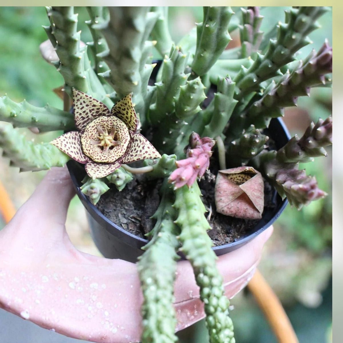 Orbea Variegata Succulent Cuttings – 4 Pieces, 3-5 Inches, Green and White Variegation, Easy Care, Unique Succulent Plant