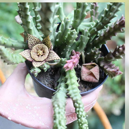 Orbea Variegata Succulent Cuttings – 4 Pieces, 3-5 Inches, Green and White Variegation, Easy Care, Unique Succulent Plant