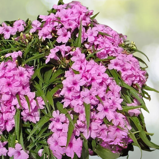 Dwarf Pink Mexican Petunia Live Plant 3 to 4 Inch Ruellia simplex No Pot Shipping