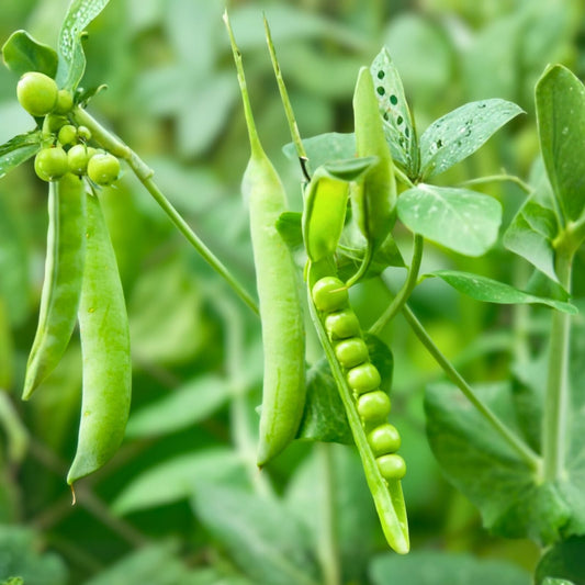 Peas Seeds 1LB Non-GMO Early Frosty Roher Variety - Perfect for Home Gardening - Pisum sativum