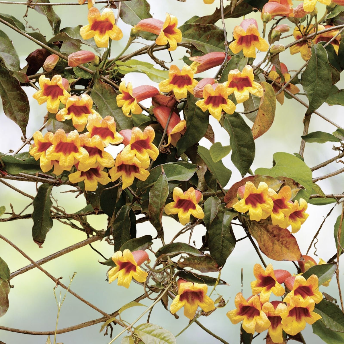 Tangerine Beauty Cross Vine Starter Plant 1ft, Yellow Orange Flowers, Bignonia Capreolata, Hummingbird & Butterfly Attractant