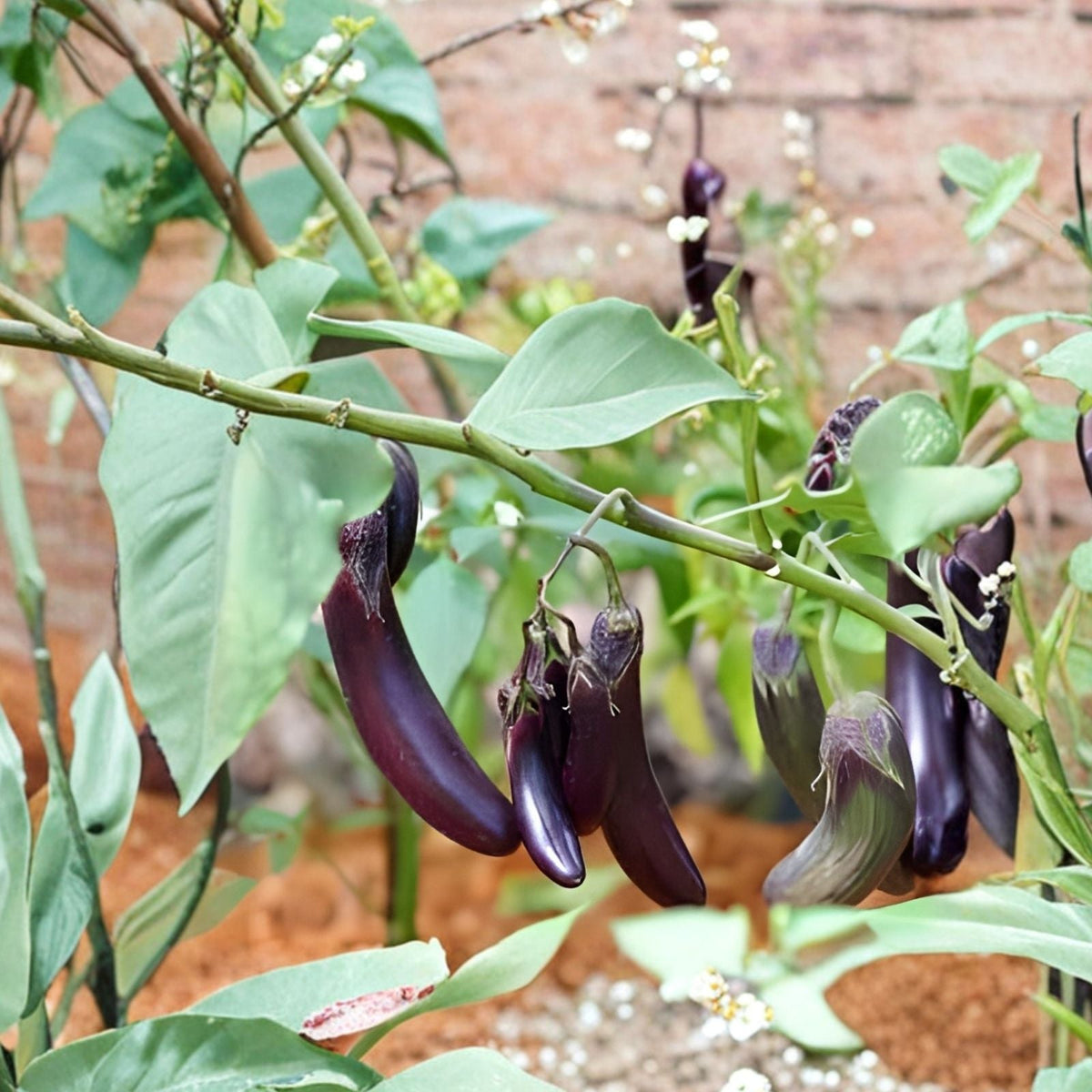 Eggplant Seeds 250 Count Long Purple Variety for Planting | Solanum melongena | Vegetable Seeds