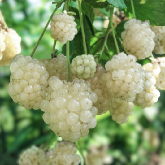 Snowbank Blackberry Plant 10-Pack Rubus Thorny Edible Fruit Starter Fast Growing Unique Flavor Zones 5-9