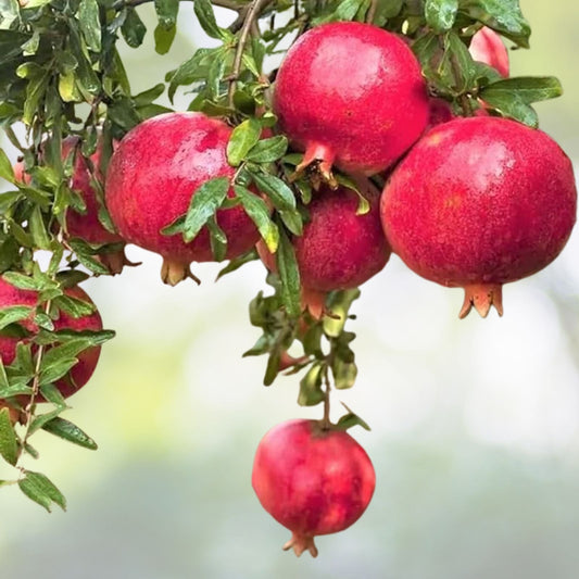 Red Pomegranate Tree Live Plant 8 to 10 Inch Punica granatum Potted Pomegranate in 4 Inch Pot