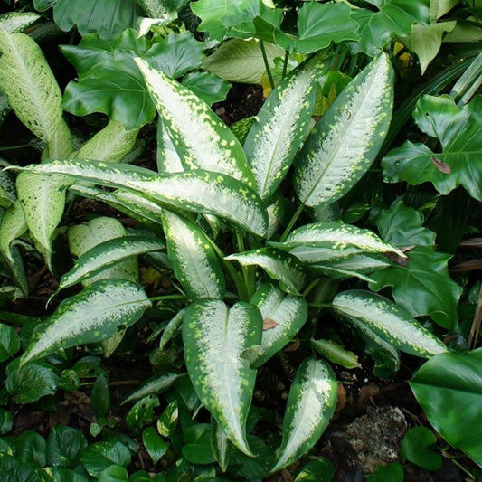 Dieffenbachia Panther Plant - 3 Gallon Pot - Tropical Indoor Plant with Vibrant Foliage - Dieffenbachia spp.