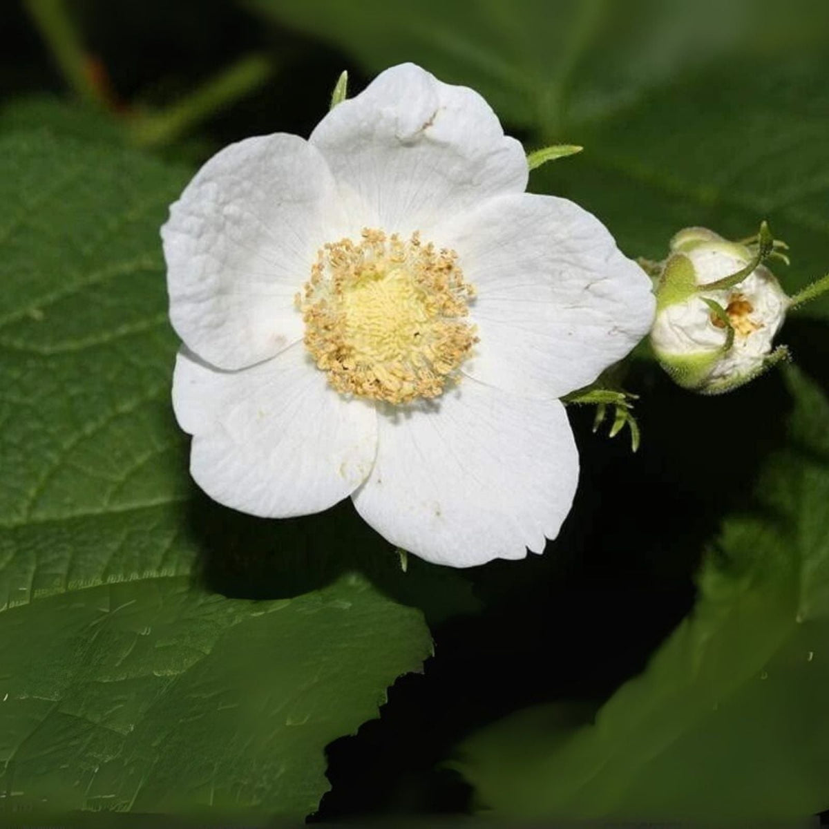 Thimbleberry Bush Seeds - 50 Pack - Rubus parviflorus - Organic Wild Berry Planting Seeds for Garden
