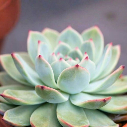 Echeveria Elegans Cutting 1-2" Mexican Snowball Succulent Single Head Plant Echeveria elegans