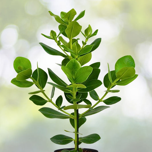 Clusia Rosea Autograph Tree Cuttings 9-Pack, Tropical Evergreen Ornamental Plant, Easy Propagation, Clusia Rosea