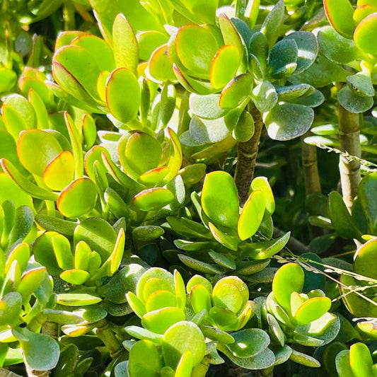Succulent Cuttings 4" Green Jade Crassula Ovata Unrooted Money Plant Tree for Indoor Garden