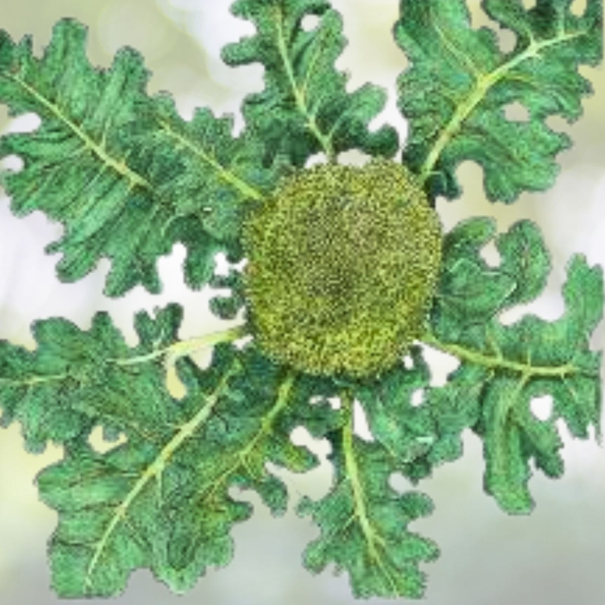 NON-GMO Broccoli Seeds - Heirloom Organic Vegetable Seeds - Brassica oleracea